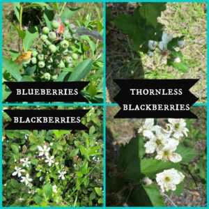 sweetie pie blackberry bush care