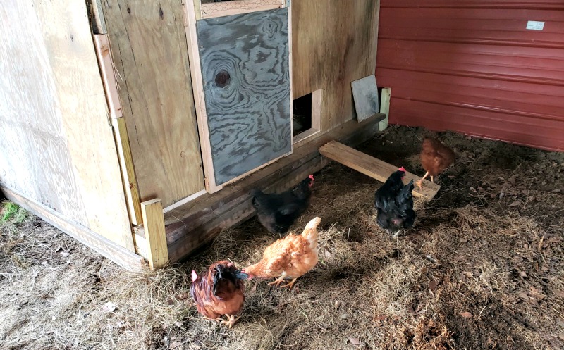 Building A Portable Chicken Coop Teadoddles